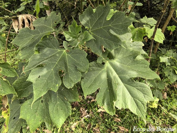 Montanoa hibiscifolia (Tubú, Tora blanca)