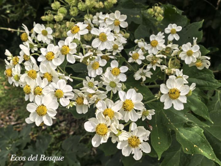 Montanoa hibiscifolia (Tubú, Tora blanca)