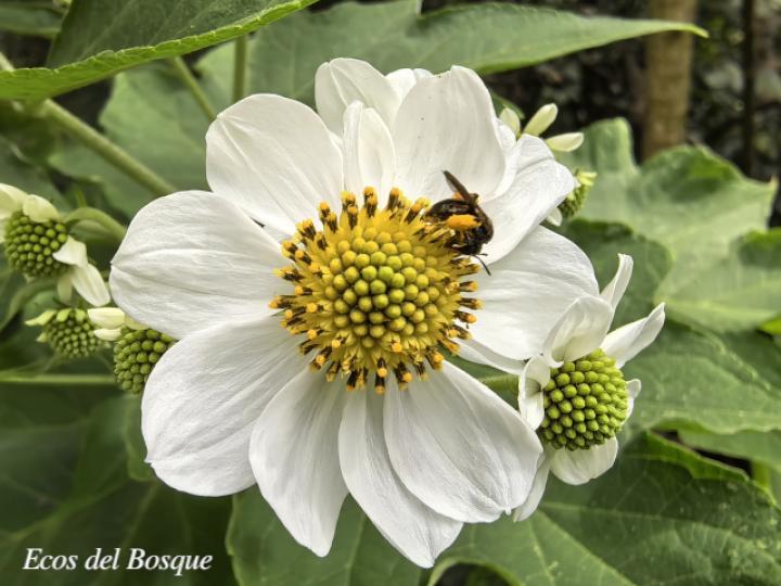 Montanoa hibiscifolia (Tubú, Tora blanca)