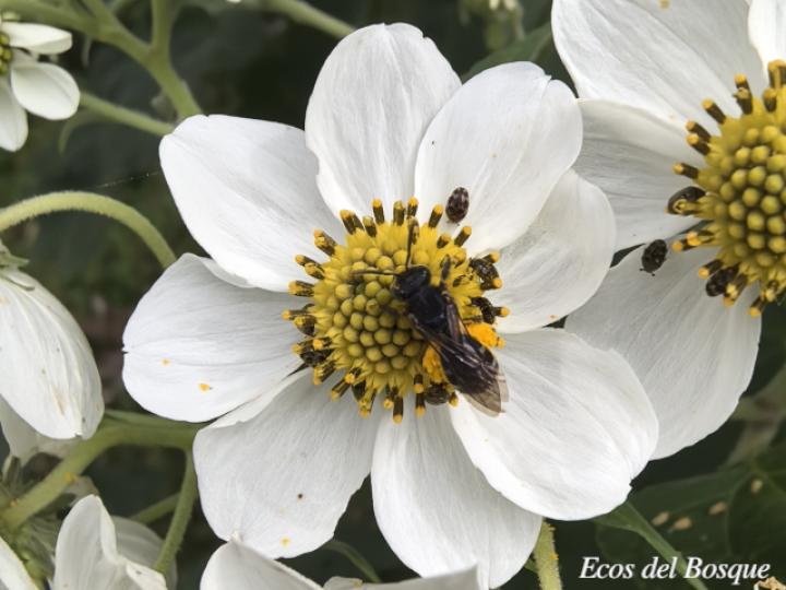 Montanoa hibiscifolia (Tubú, Tora blanca)