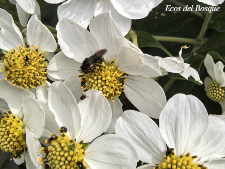Montanoa hibiscifolia (Tubú, Tora blanca)