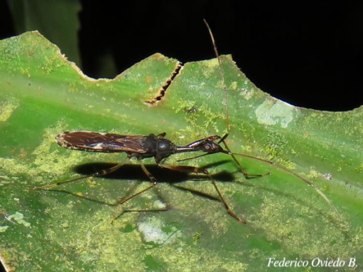 Myodocha unispinosa (Chinche de semillas)
