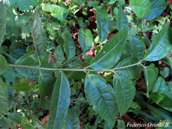 Otopappus verbesinoides