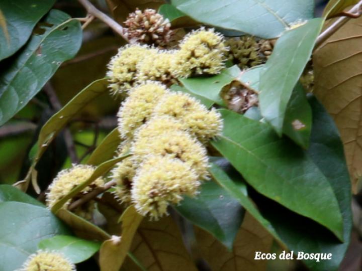 Piptocarpha poeppigiana (Barbudo)