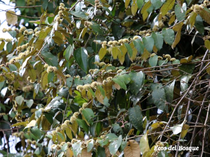 Piptocarpha poeppigiana (Barbudo)