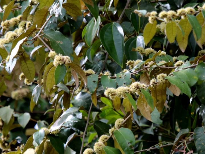 Piptocarpha poeppigiana (Barbudo)