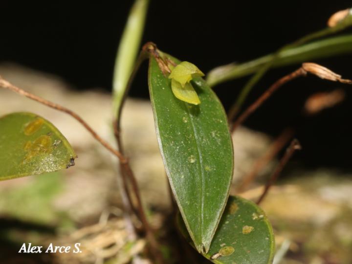 Pleurothallis bitumida
