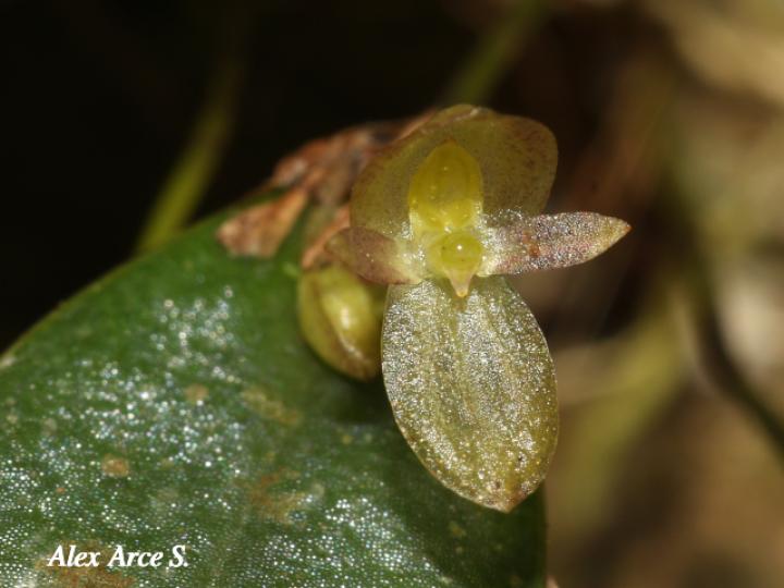Pleurothallis bitumida
