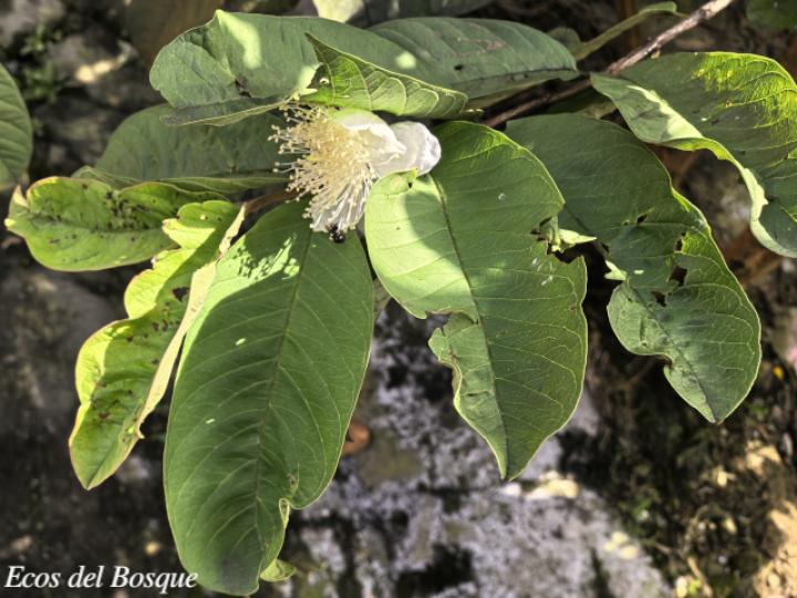Psidium guajava (Guayaba)