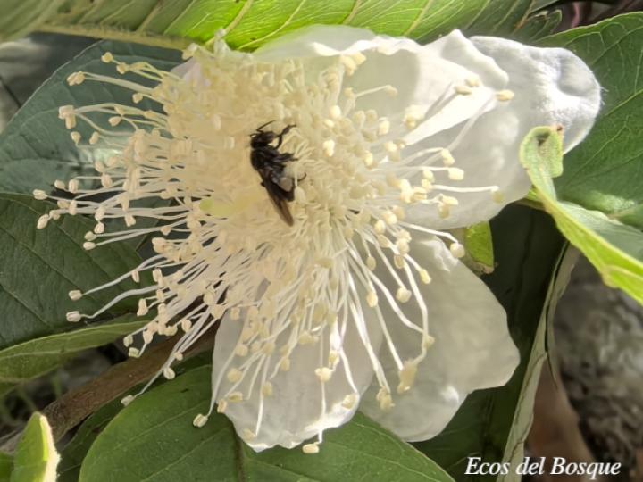 Psidium guajava (Guayaba)