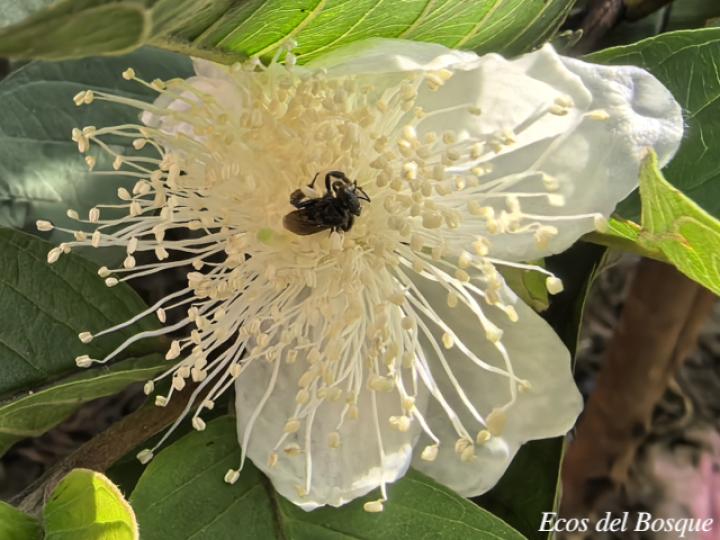 Psidium guajava (Guayaba)