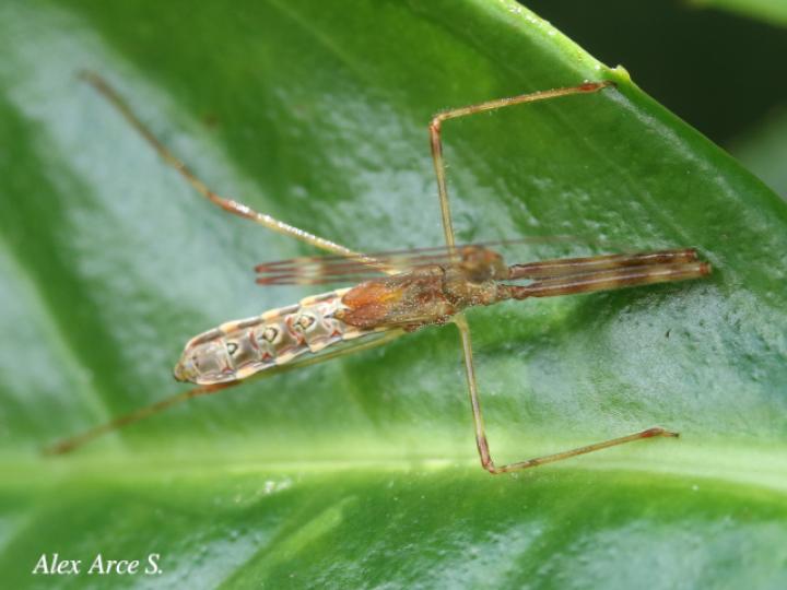 Ricolla pallidinervis (Chinche asesina)