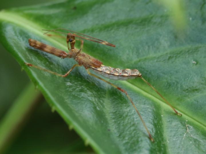 Ricolla pallidinervis (Chinche asesina)