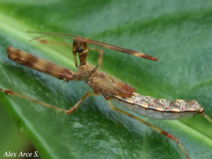 Ricolla pallidinervis (Chinche asesina)