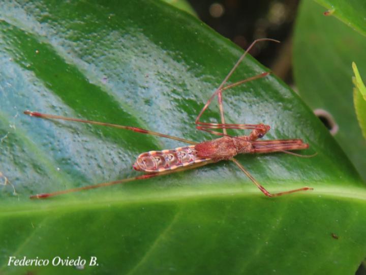 Ricolla pallidinervis (Chinche asesina)