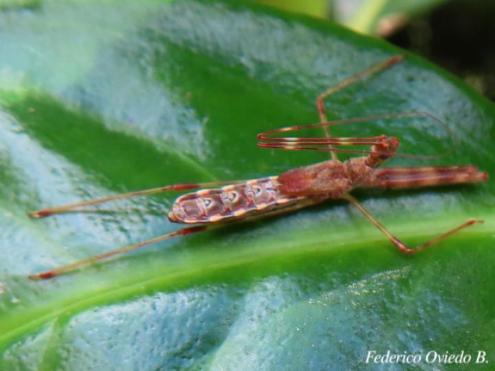 Ricolla pallidinervis (Chinche asesina)