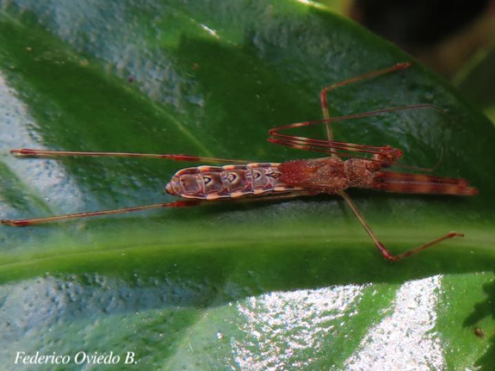 Ricolla pallidinervis (Chinche asesina)