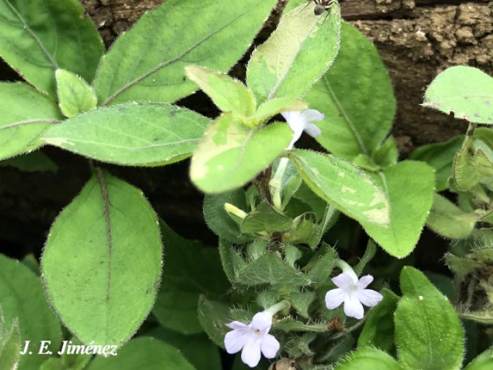 Ruellia blechum (Sornia)