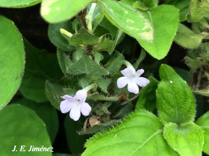 Ruellia blechum (Sornia)