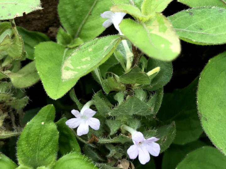 Ruellia blechum (Sornia)