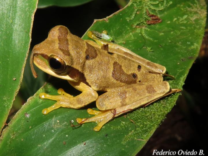 Smilisca phaeota (Rana arborícola enmascarada)