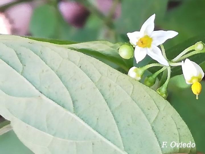 Solanum americanum (Yerba mora)