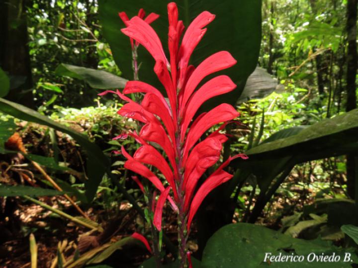 Stenostephanus chavesii (Pavón de Montaña)