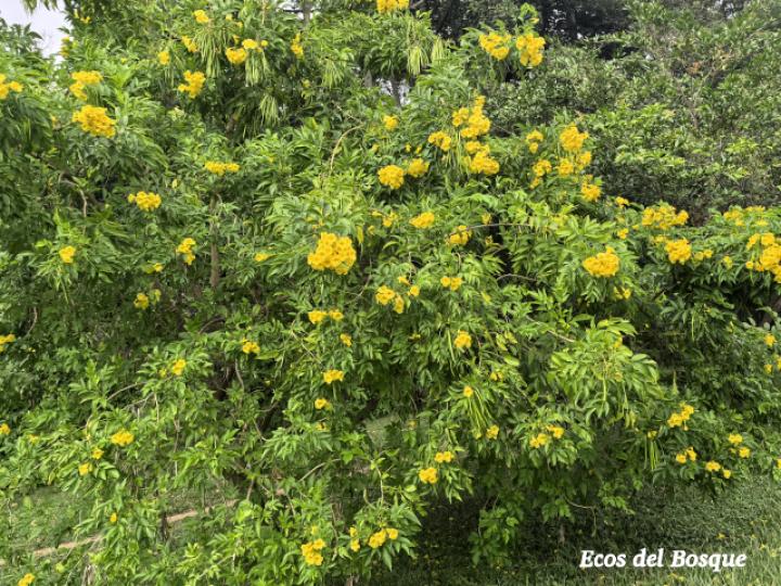 Tecoma stans (Carboncillo, Vainilla, Vainillo)