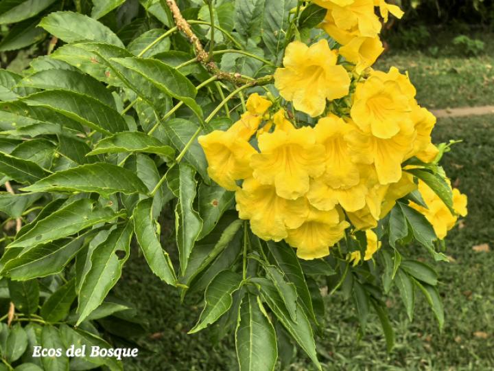 Tecoma stans (Carboncillo, Vainilla, Vainillo)