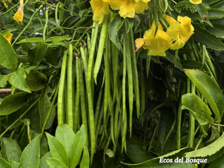 Tecoma stans (Carboncillo, Vainilla, Vainillo)