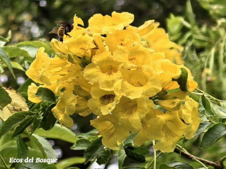 Tecoma stans (Carboncillo, Vainilla, Vainillo)