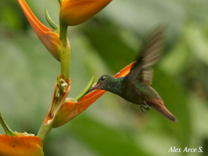 Heliconia latispatha (Amazilia tzacatl)