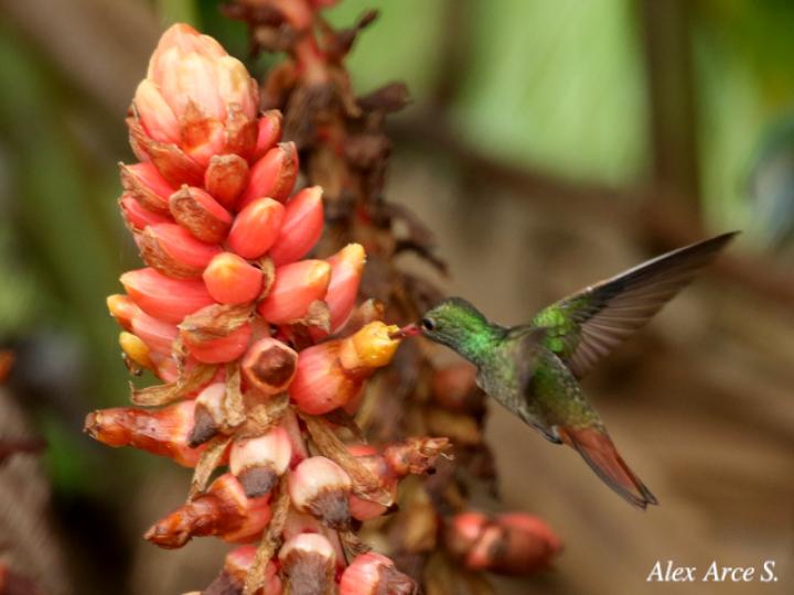 Renealmia alpinia visitado por Amazilia tzacatl