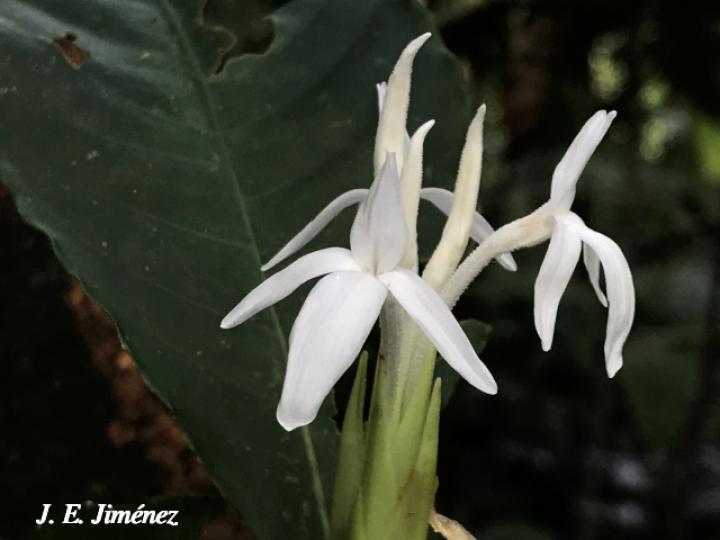 Aphelandra dolichantha