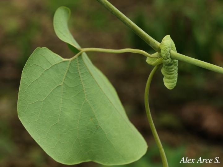Aristolochia ringens