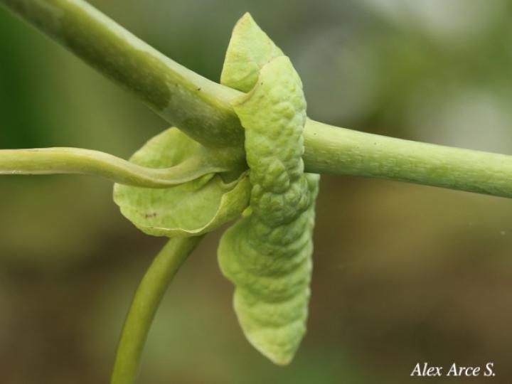 Aristolochia ringens