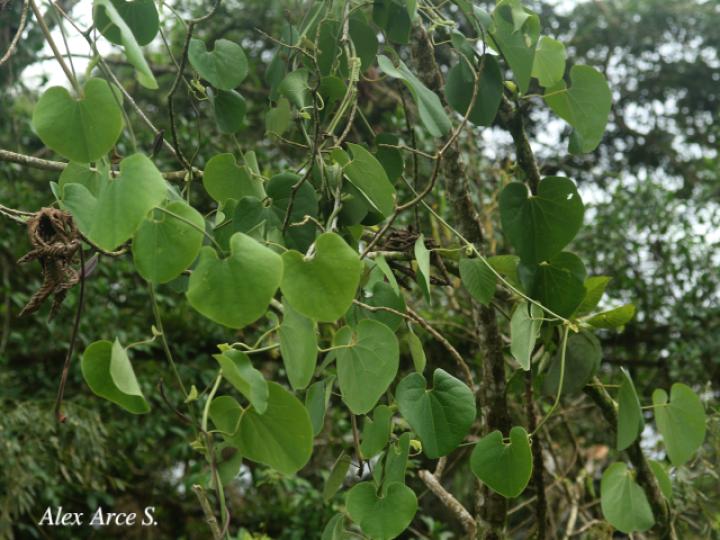 Aristolochia ringens
