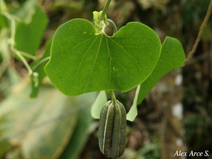 Aristolochia ringens