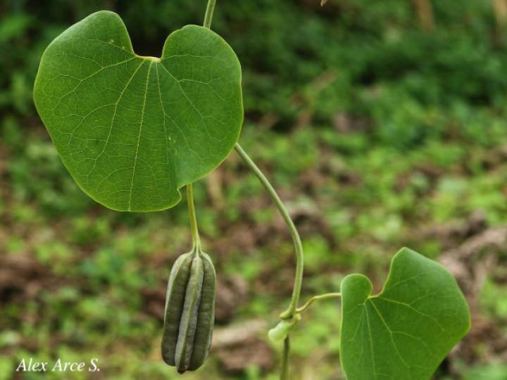 Aristolochia ringens