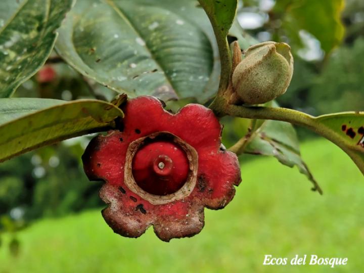 Blakea scarlatina (San Miguel)