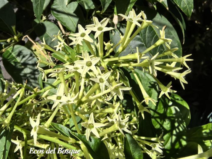 Cestrum nocturnum (Galán de noche)
