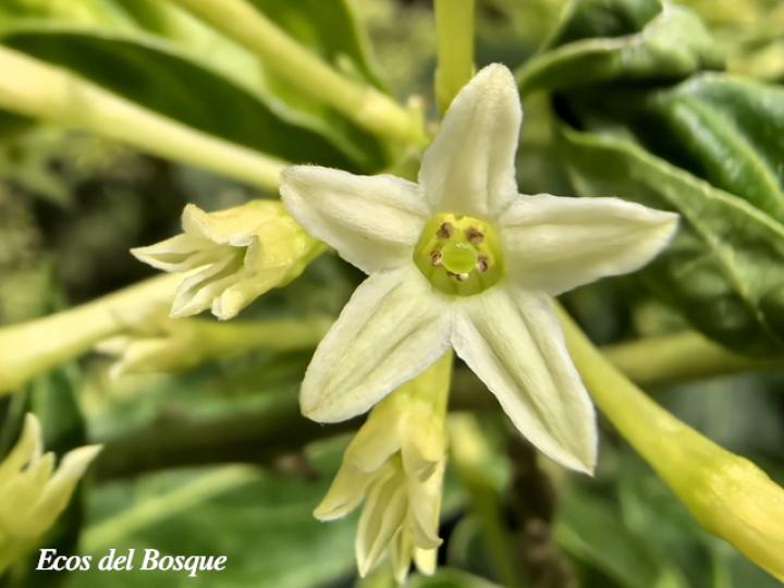 Cestrum nocturnum (Galán de noche)
