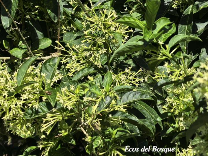 Cestrum nocturnum (Galán de noche)