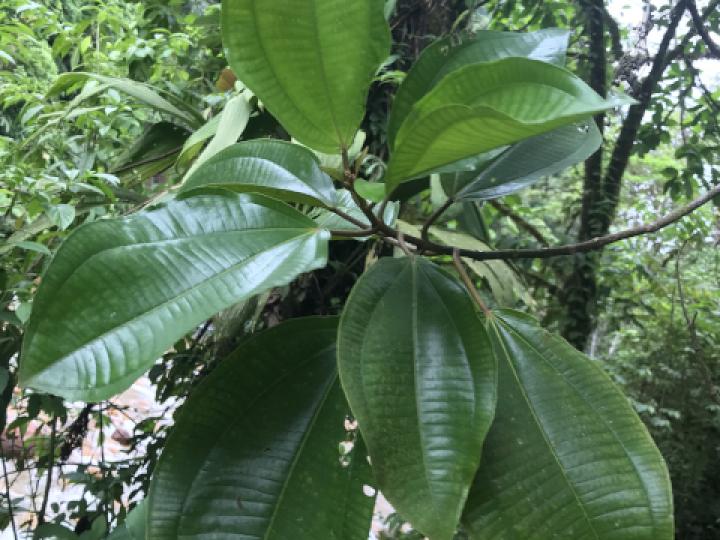 Conostegia macrantha (Uña de gato)