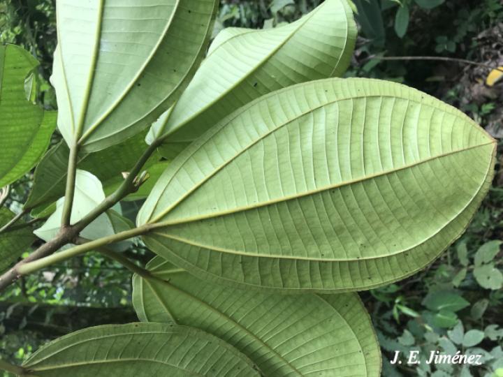 Conostegia macrantha (Uña de gato)