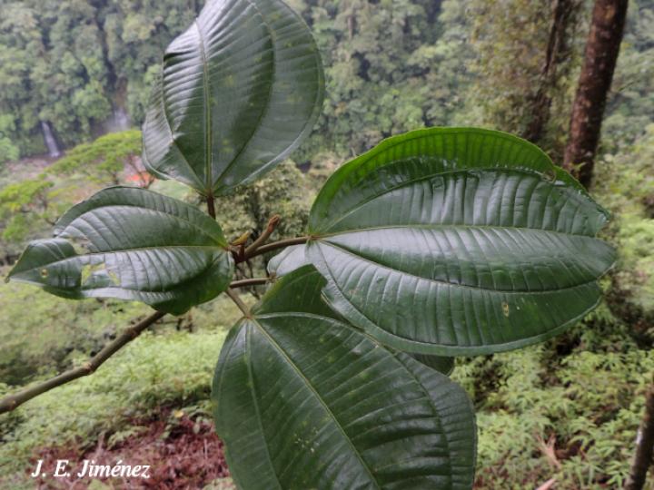 Conostegia macrantha (Uña de gato)