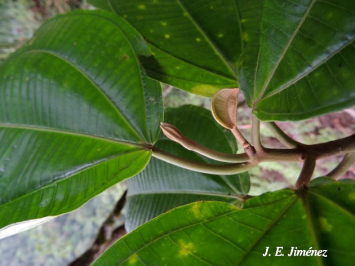 Conostegia macrantha (Uña de gato)
