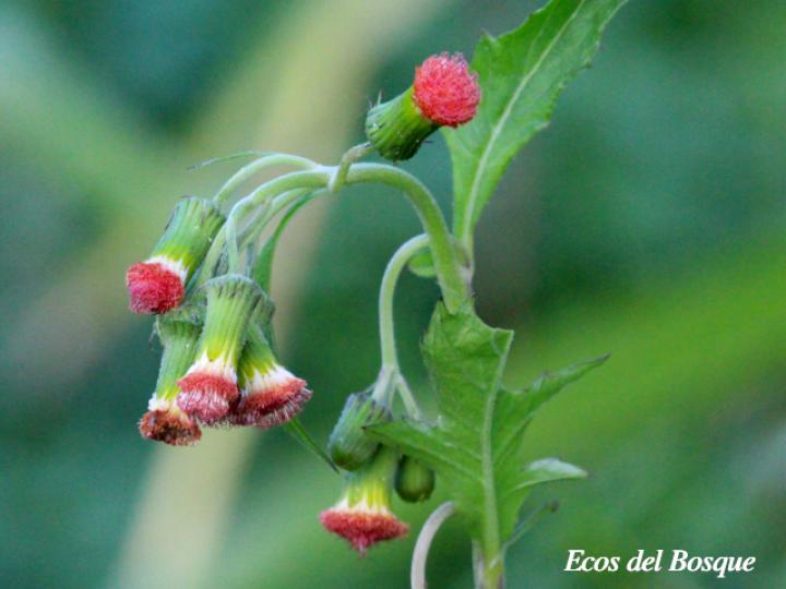 Emilia fosbergii (Pincelillo, clavelillo)