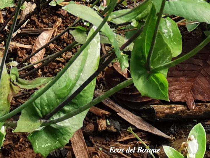 Emilia sonchifolia (Clavelillo, Pincel)