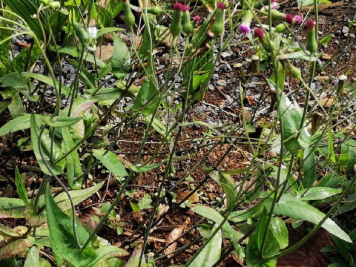 Emilia sonchifolia (Clavelillo, Pincel)